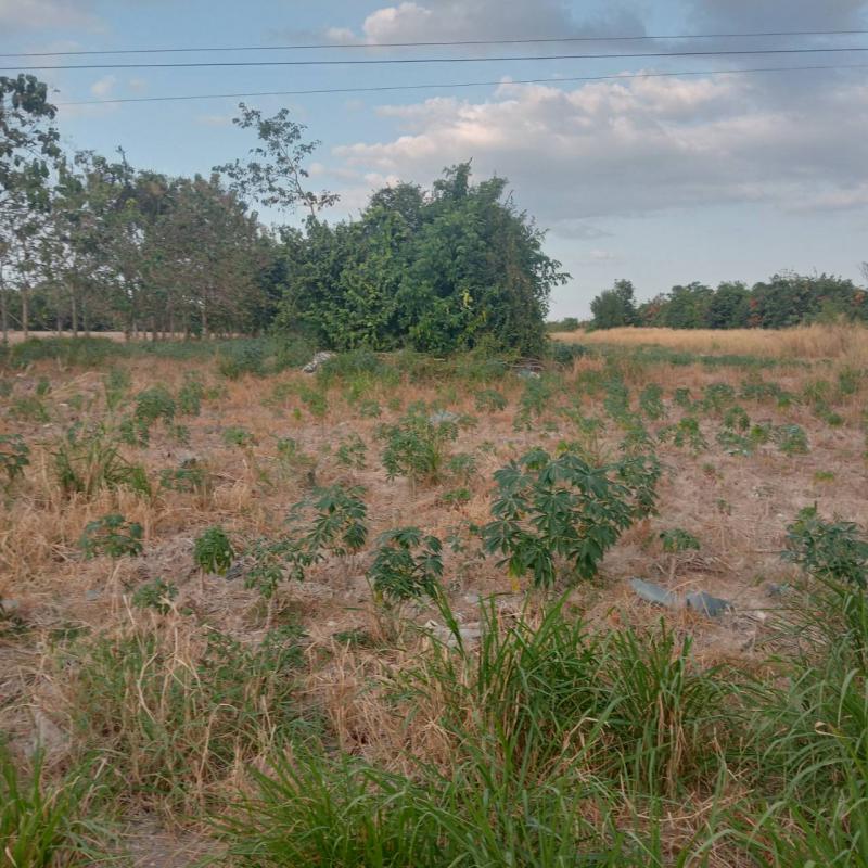 ที่ดิน 2300000 ระยอง กิ่งอำเภอนิคมพัฒนา นิคมพัฒนา
